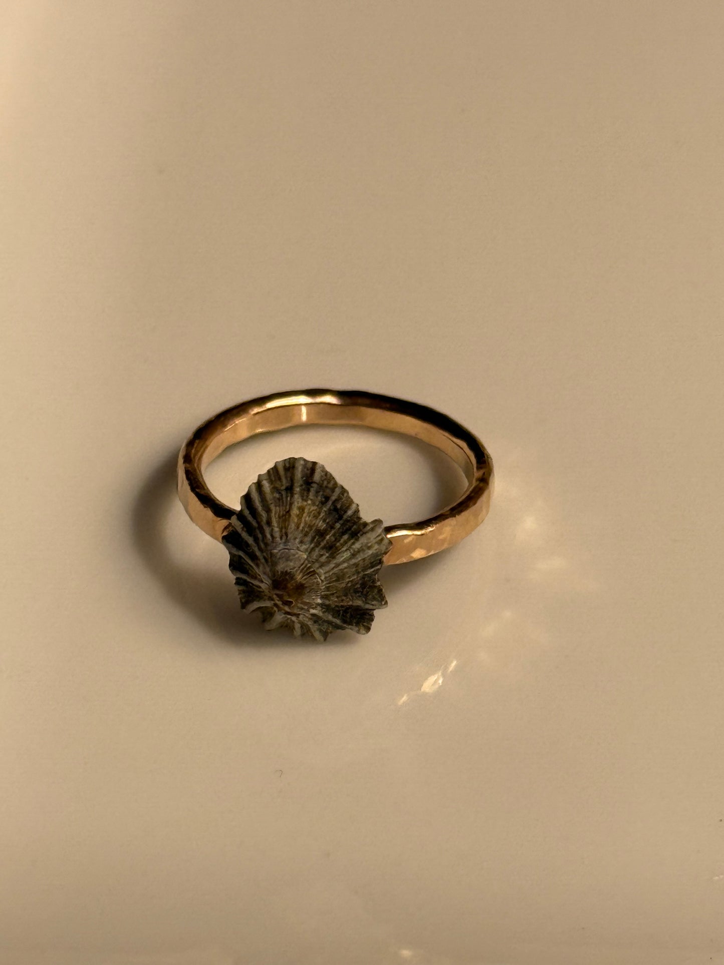 Opihi shell ring