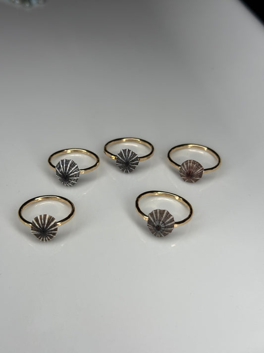 Opihi shell ring